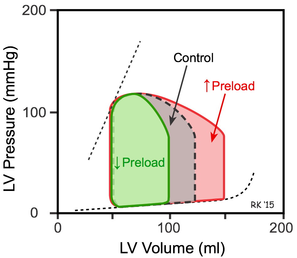 Preload effects on ventricular pressure-volume loops